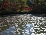 森林植物園