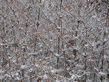 六甲山雪